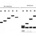 Ilustración 8 de Reducción y derivatización selectivas de proteínas Factor VII transformadas por ingeniería que comprenden al menos una cisteína no nativa