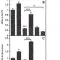 Ilustración 5 de Diferenciación de células no productoras de insulina en células productoras de insulina mediante GLP-1 o exendina-4 y utilizaciones de las mismas