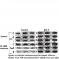 Ilustración 6 de Diferenciación de células no productoras de insulina en células productoras de insulina mediante GLP-1 o exendina-4 y utilizaciones de las mismas