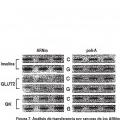 Ilustración 7 de Diferenciación de células no productoras de insulina en células productoras de insulina mediante GLP-1 o exendina-4 y utilizaciones de las mismas