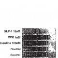 Ilustración 25 de Diferenciación de células no productoras de insulina en células productoras de insulina mediante GLP-1 o exendina-4 y utilizaciones de las mismas