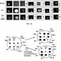 Ilustración 10 de Método para la detección de receptores truncados intracelulares