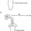 Ilustración 11 de Método para la detección de receptores truncados intracelulares
