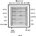 Ilustración 18 de Método para la detección de receptores truncados intracelulares