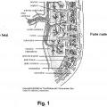 Ilustración 1 de Células adherentes de la placenta y uso de las mismas en el tratamiento de enfermedad.