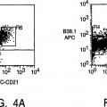 Ilustración 4 de Aislamiento y uso de células madre de tumores sólidos.