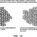 Ilustración 18 de Aislamiento y uso de células madre de tumores sólidos
