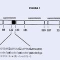 Imagen de 'Expresión híbrida y en tándem de proteínas procedentes de Neisseria'