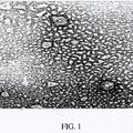 Imagen de 'Composiciones que contienen monoglicéridos de ácido orgánico…'
